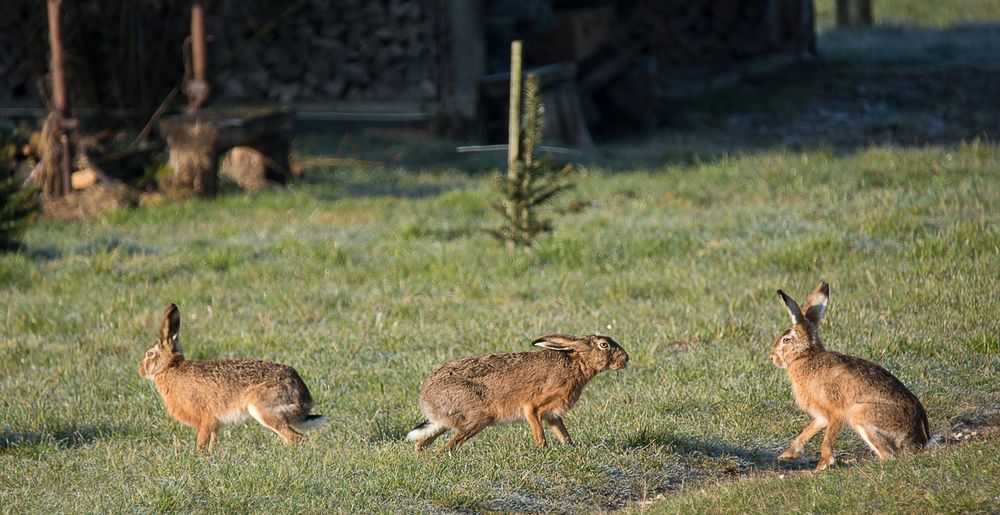 Hasenhochzeit - vielleicht oder auch nicht ?