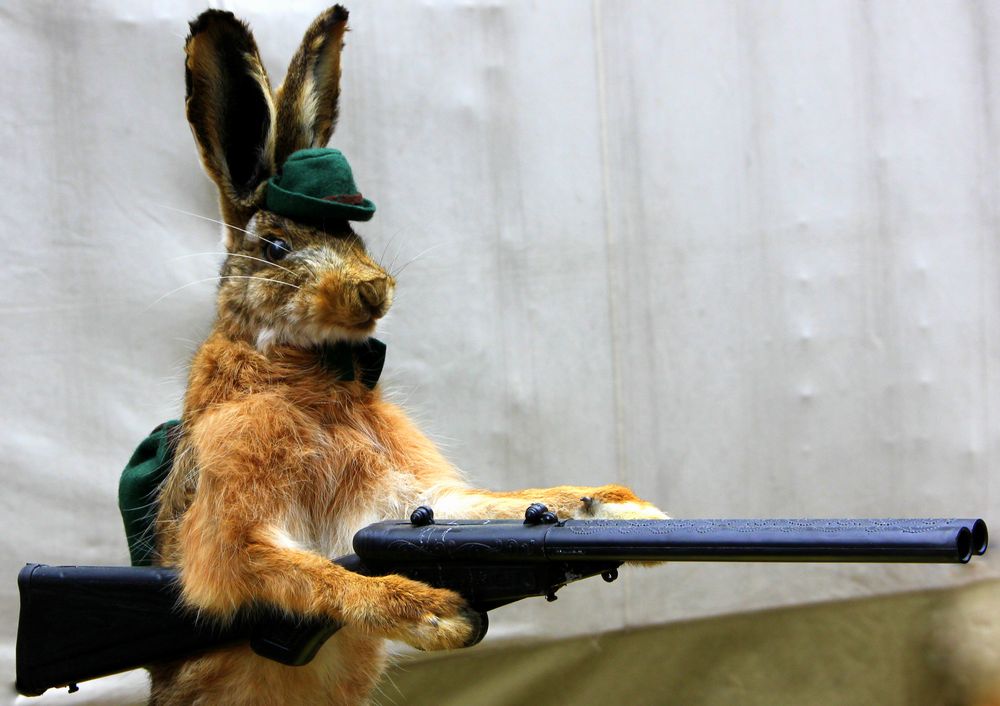 " Hasenjagd " Foto & Bild | tiere, tierdetails, hase Bilder auf