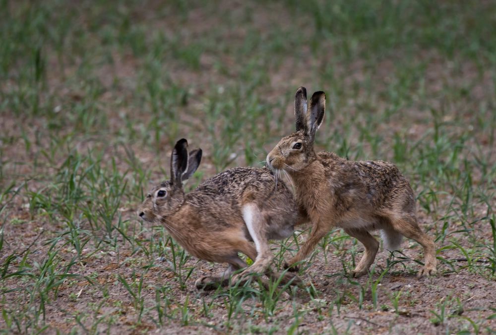 Hasenjagd Foto & Bild deutschland, europe, niedersachsen Bilder auf