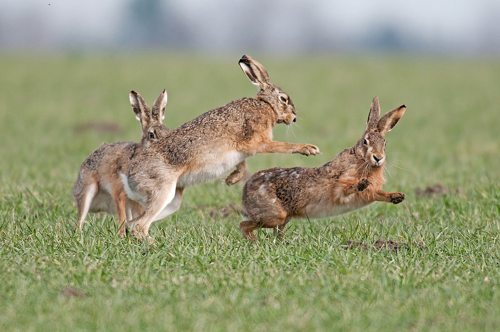 Hasenjagd Foto & Bild | tiere, wildlife, säugetiere Bilder auf fotocommunity