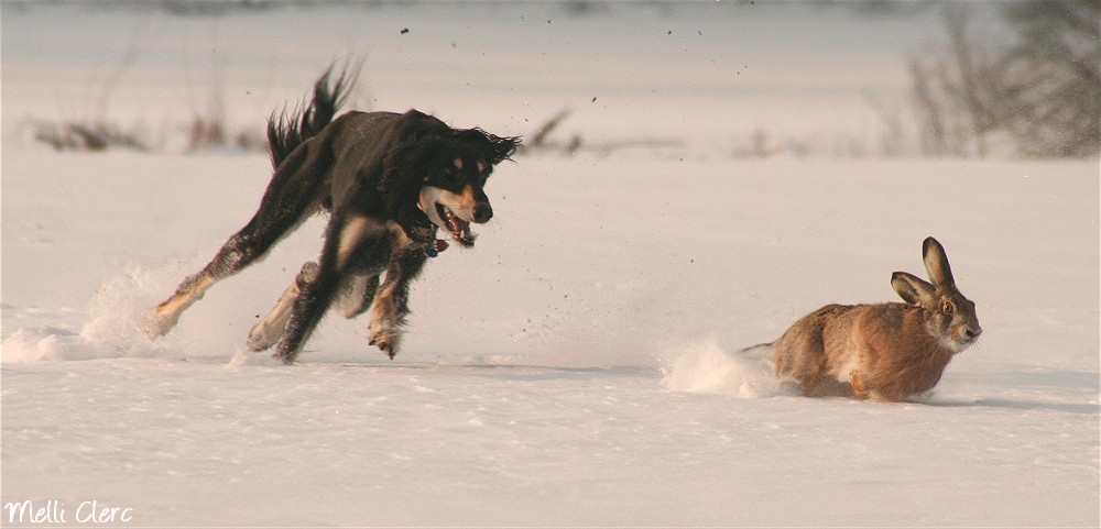 Hasenjagd Foto & Bild | tiere, haustiere, hunde Bilder auf fotocommunity