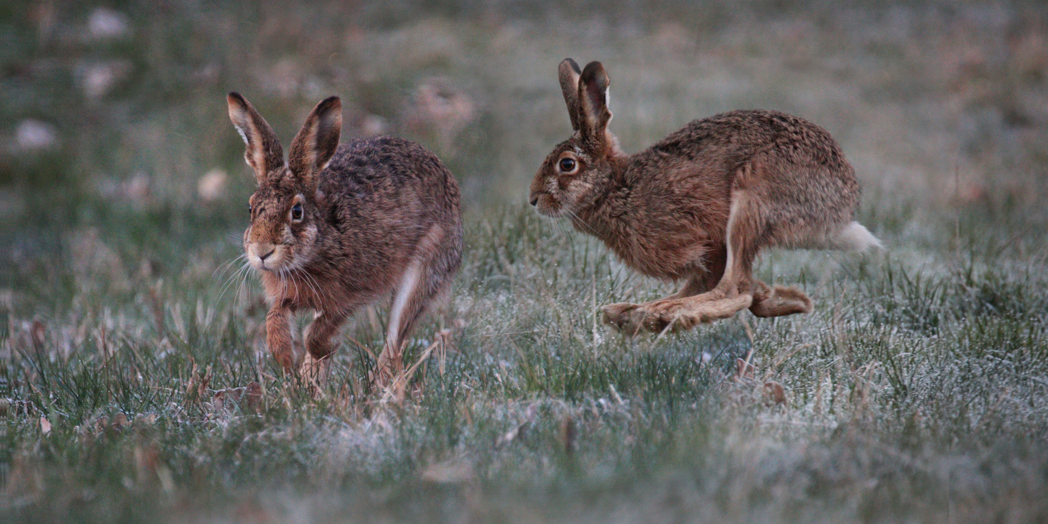 Hasenjagd Foto &amp; Bild wald, wiese, hase Bilder auf