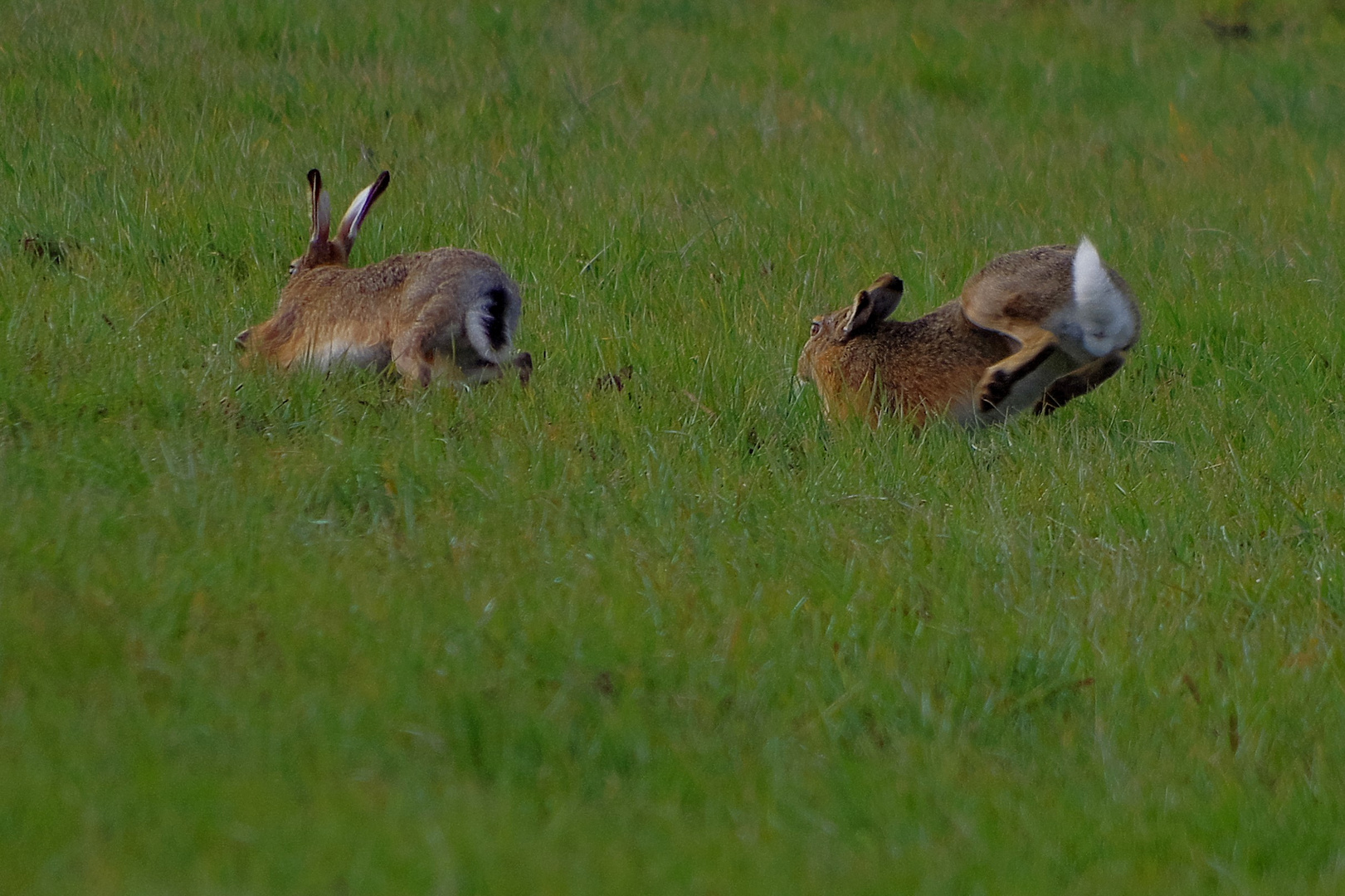 Hasenjagd Foto & Bild | tiere, wildlife, säugetiere Bilder auf fotocommunity