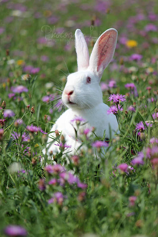 Hasenkaninchen