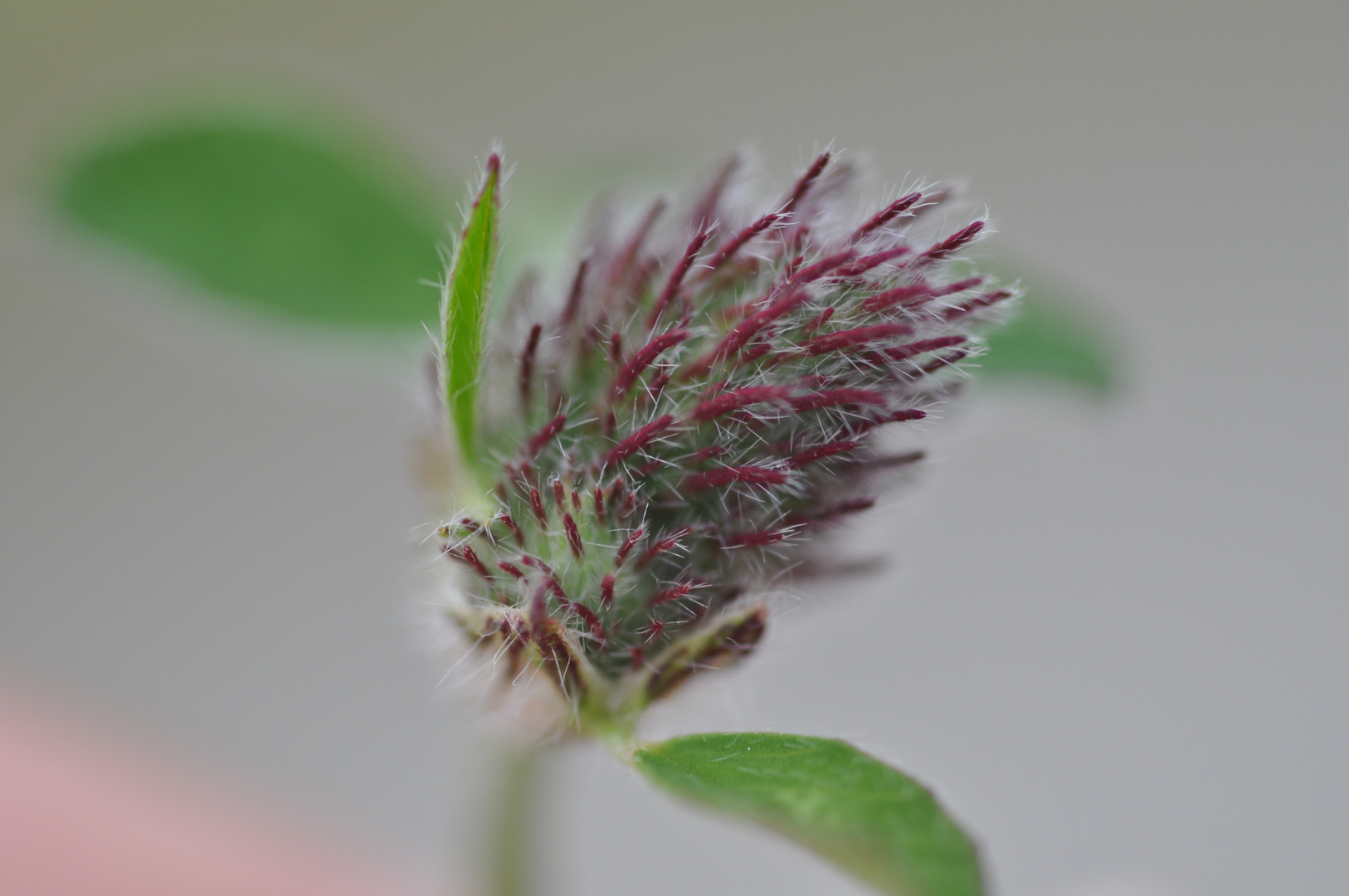 Hasenklee, Trifolium arvense