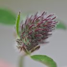 Hasenklee, Trifolium arvense