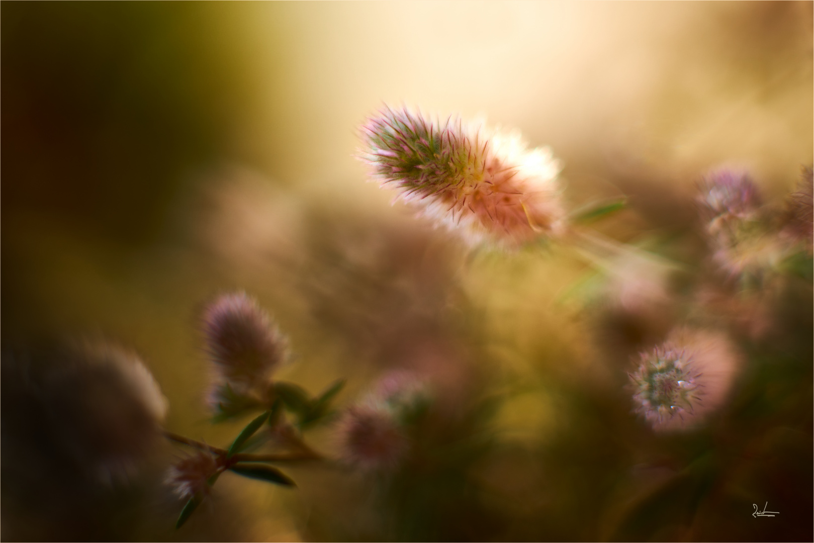 Hasenklee ( Trifolium arvense)