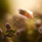 Hasenklee ( Trifolium arvense)