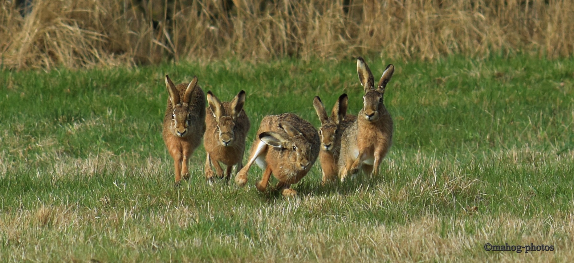 Hasenlauf