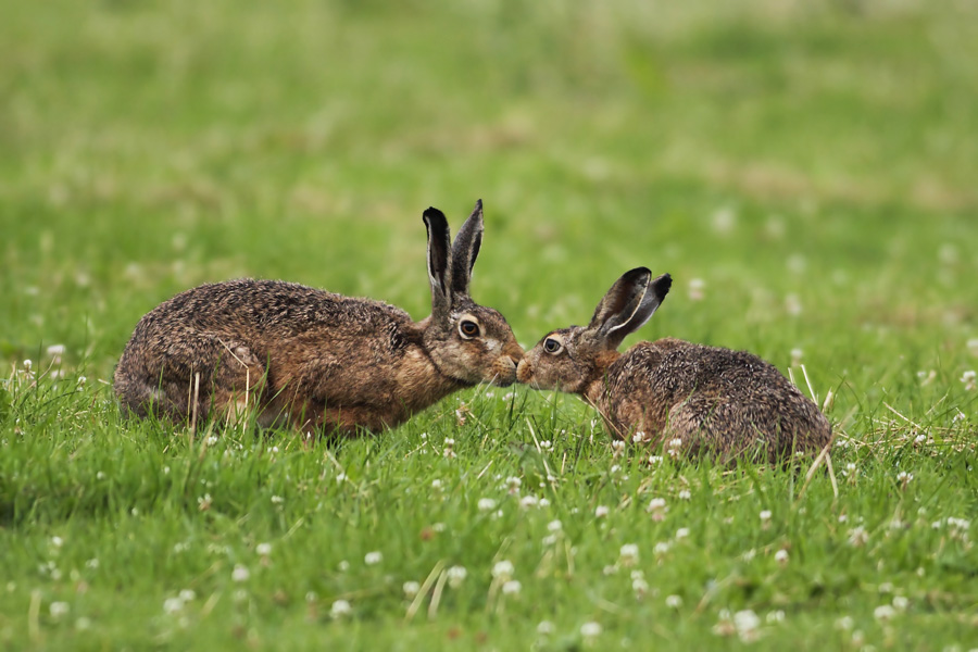 Hasenliebe