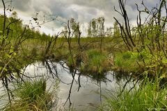 Hasenmoor 2