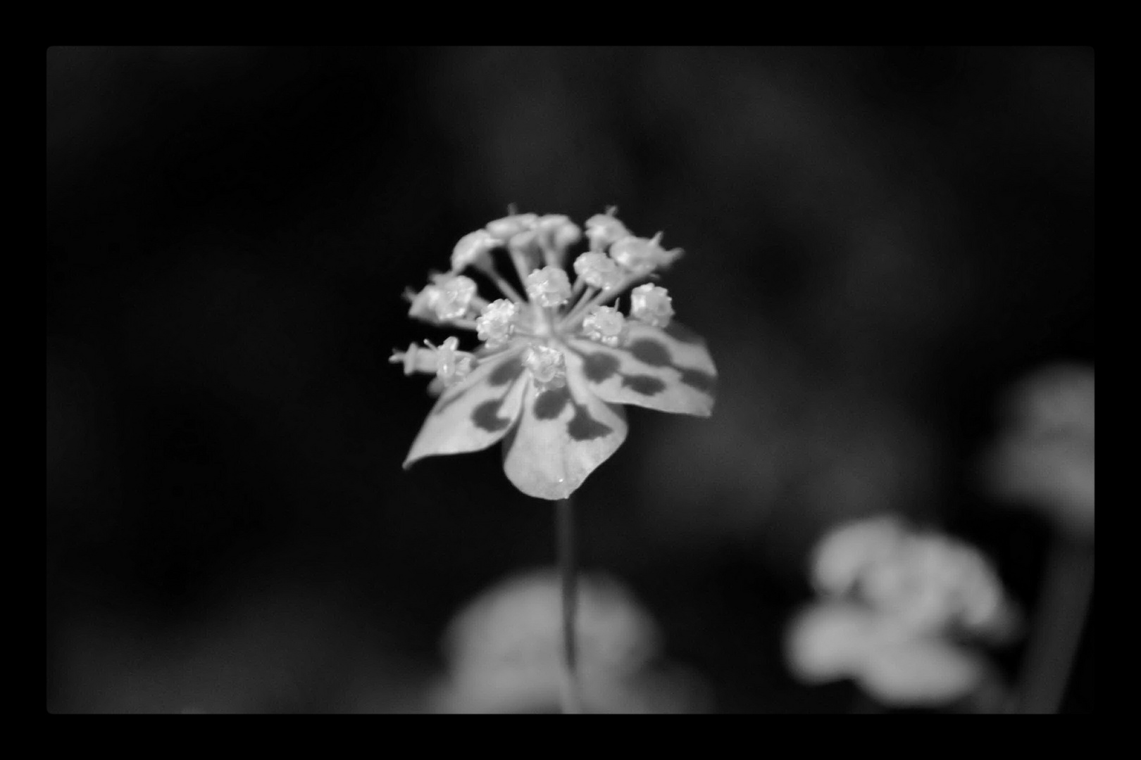 Hasenohr - Bupleurum sp.