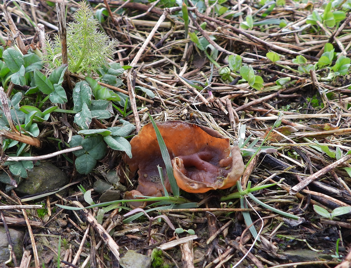 Hasenohr (Otidea leporina)_02 