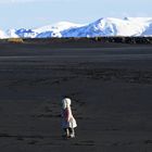 Hasenohren am Strand von Vik