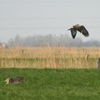 Hasenpanier verkehrt