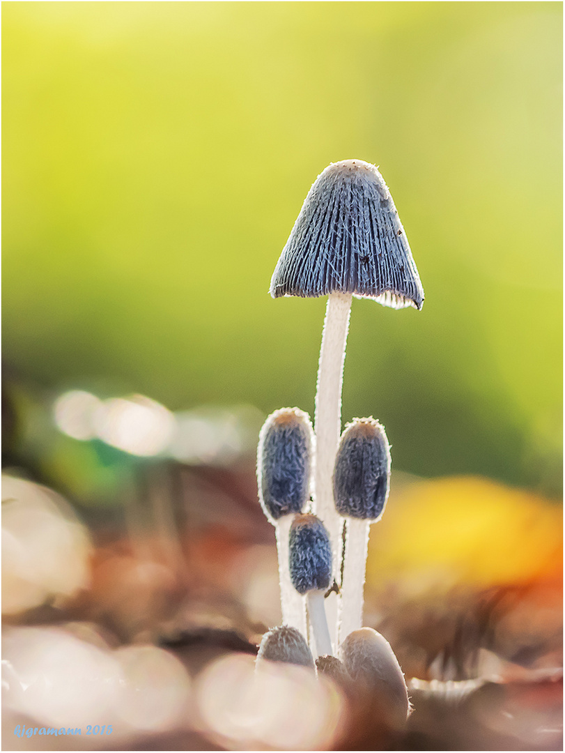 hasenpfote (coprinopsis lagopus).....