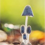 hasenpfote (coprinopsis lagopus).....