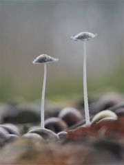 Hasenpfote, Coprinopsis lagopus 