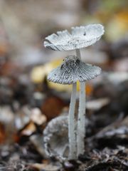 Hasenpfote, Coprinopsis lagopus