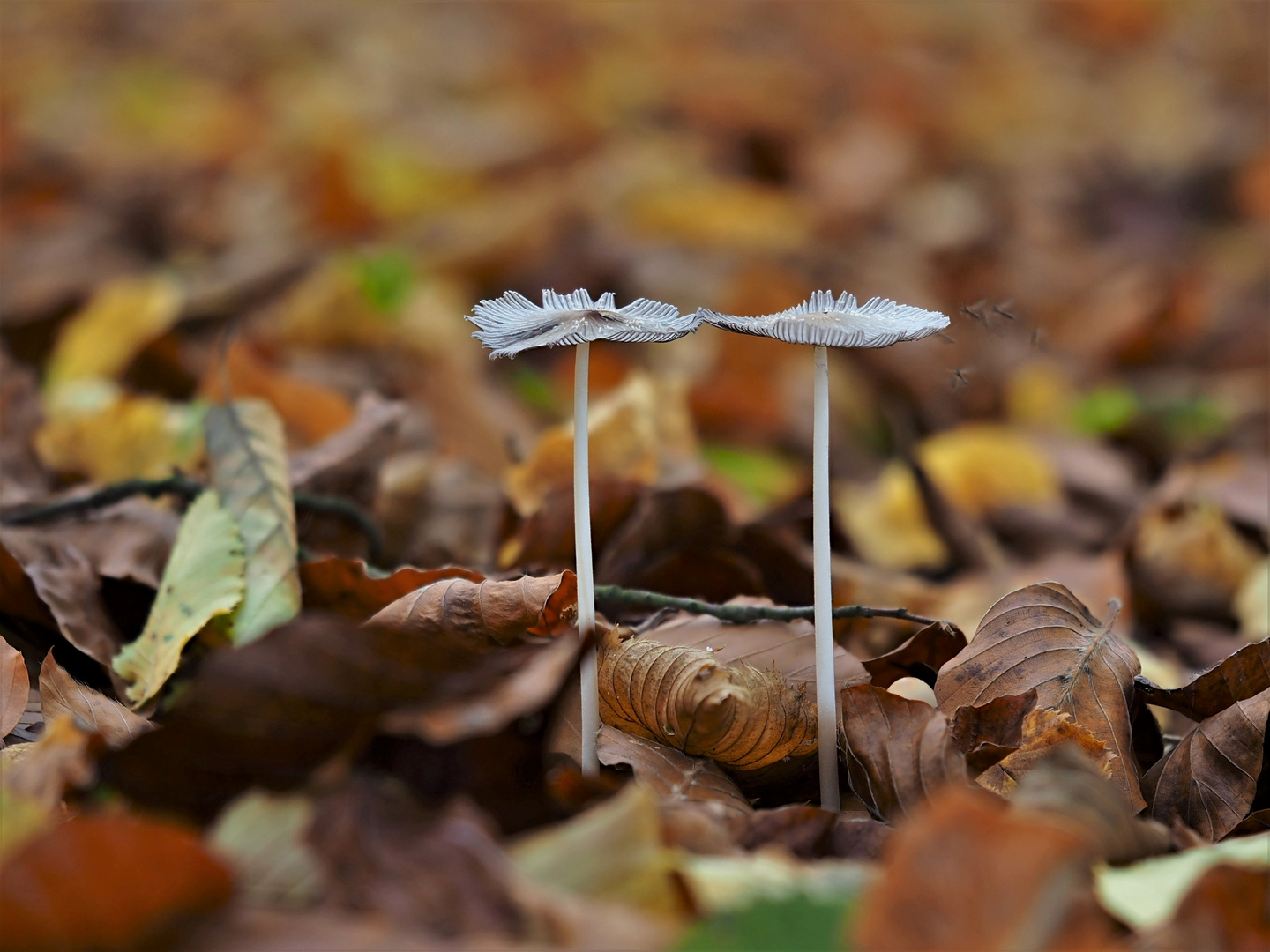 Hasenpfote (Coprinus lagopus)