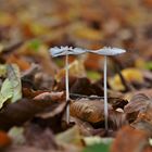 Hasenpfote (Coprinus lagopus)