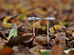 Hasenpfote (Coprinus lagopus)