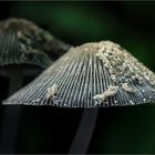 Hasenpfoten (Coprinus lagopus)