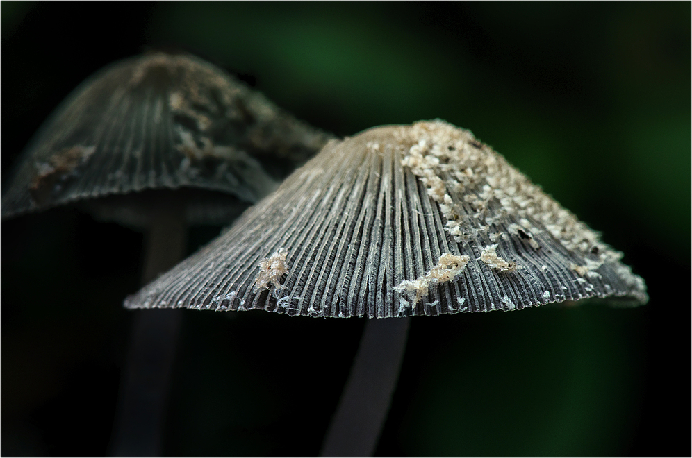 Hasenpfoten (Coprinus lagopus)