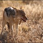 Hasenpfoten sollen ja Glück bringen!