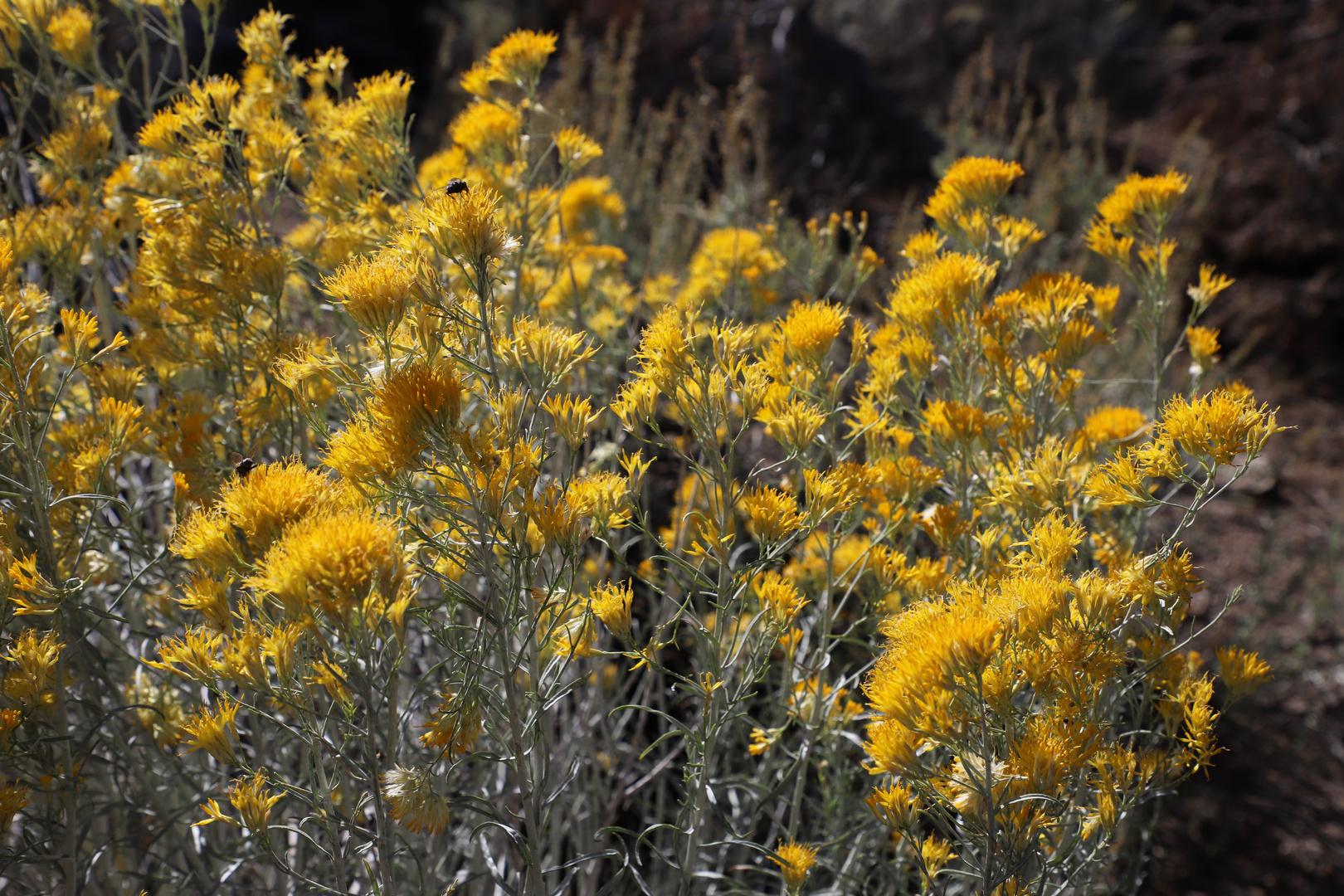 Hasenpinsel, Sticked Rabbitbrush (Chrysothamnus viscidiflorus)....