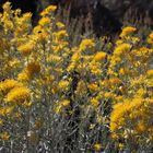 Hasenpinsel, Sticked Rabbitbrush (Chrysothamnus viscidiflorus)....