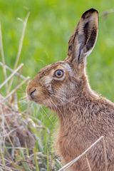 Hasenportrait