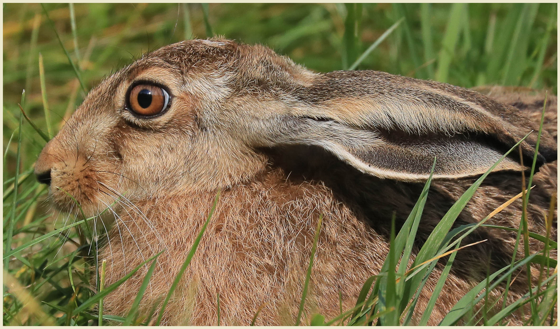 Hasenportrait