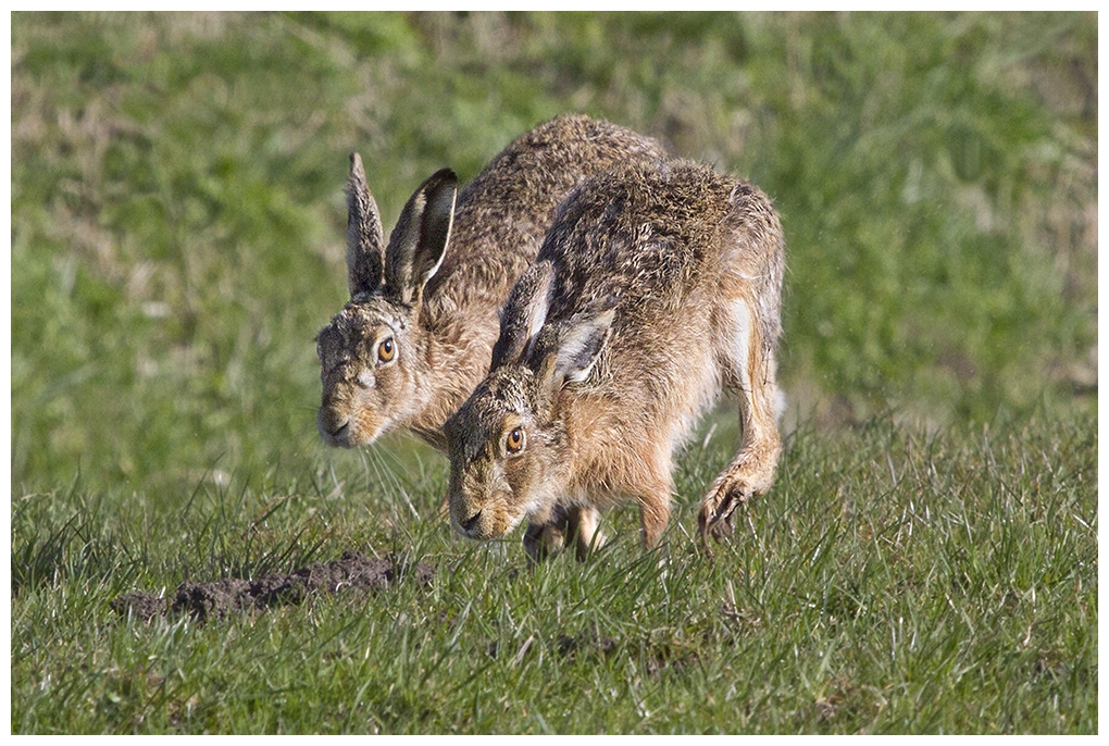 Hasenrennen