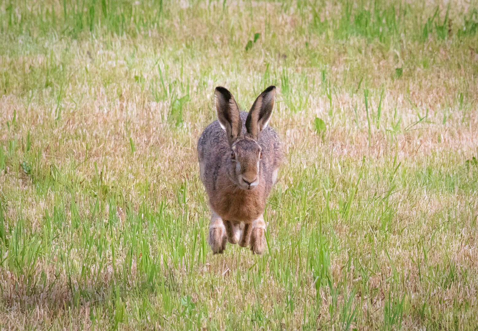 Hasenrennen