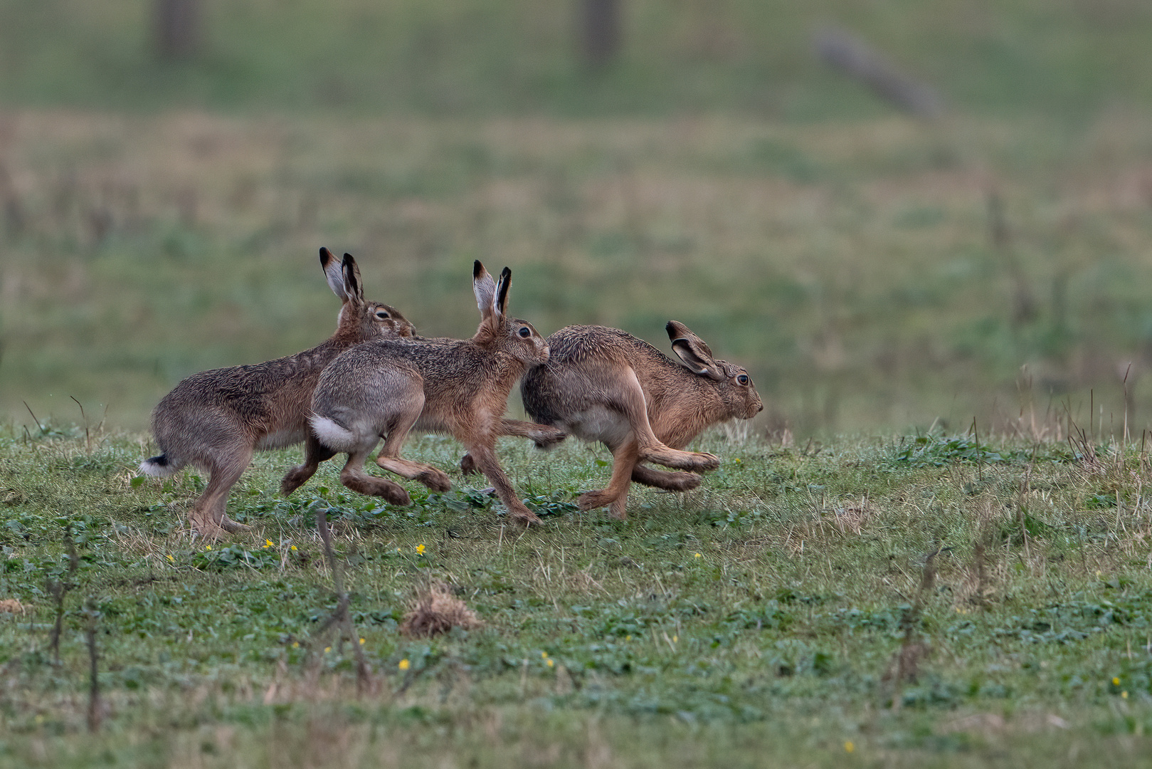 Hasenrennen