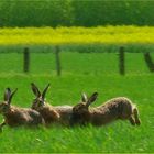 Hasenrennen im Münsterland