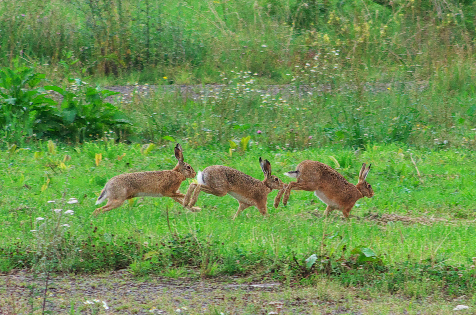 Hasenrennen - Zieleinlauf