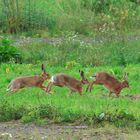 Hasenrennen - Zieleinlauf