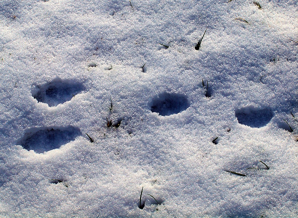 Hasenspuren im Schnee