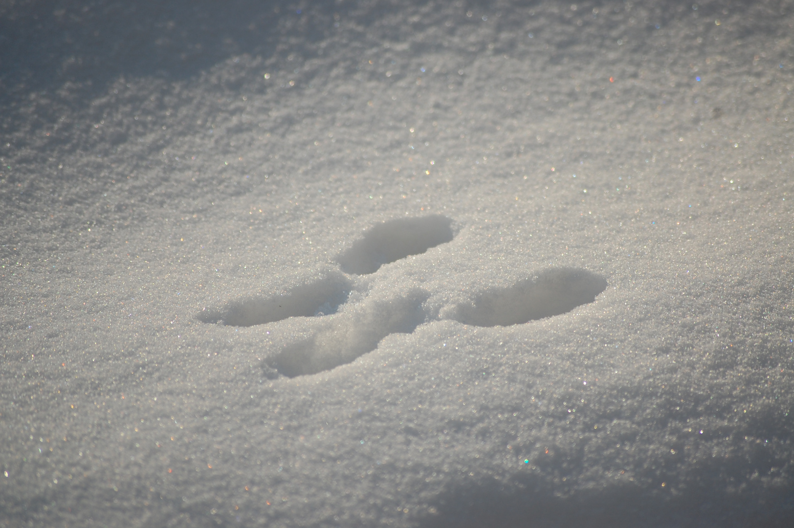 Hasenspuren im Schnee