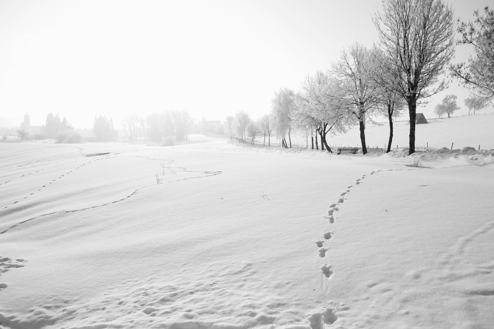 Hasenspuren in Schneelandschaft