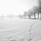 Hasenspuren in Schneelandschaft