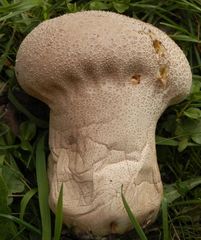 Hasenstäubling (Calvatia utriformis)