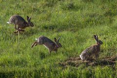 hasenstudie und nicht studiohase