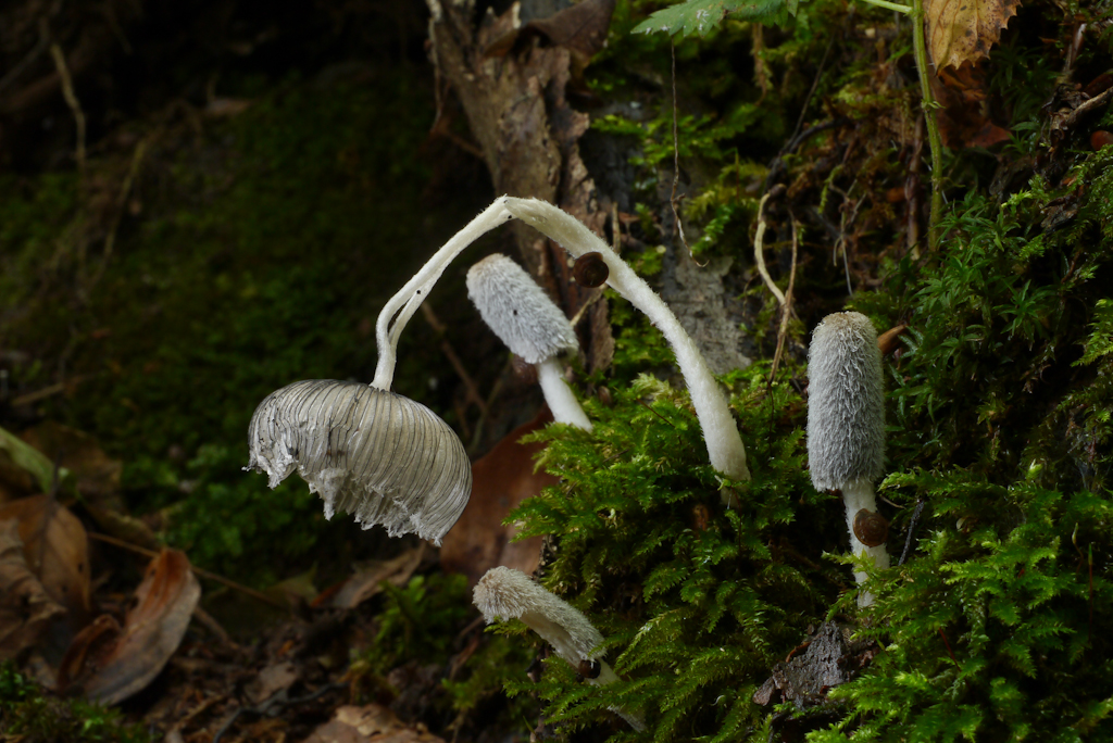 Hasentintling (Coprinus lagopus)