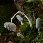 Hasentintling (Coprinus lagopus)