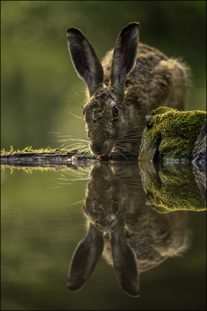 Hasentränke