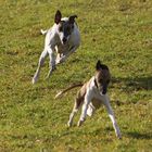 Hasentraing (gleich hat sie ihn, äh den Whippet)