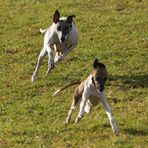 Hasentraing (gleich hat sie ihn, äh den Whippet)